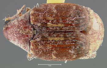 Media type: image; Entomology 25057   Aspect: habitus dorsal view